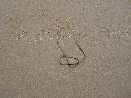 Seaweed drawing