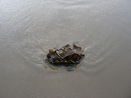 Water around seaweed clump