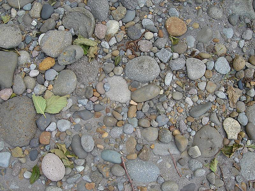 rocks and leaves on a sandy river bed