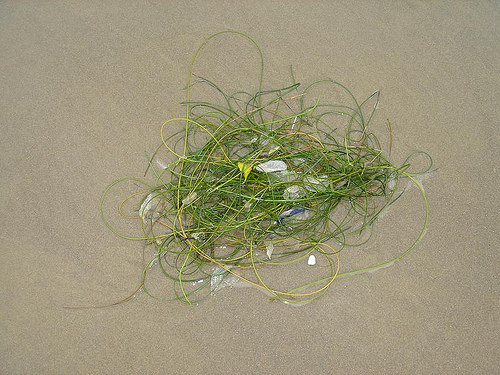 A tangle of seaweed and jellyfish in the sand.