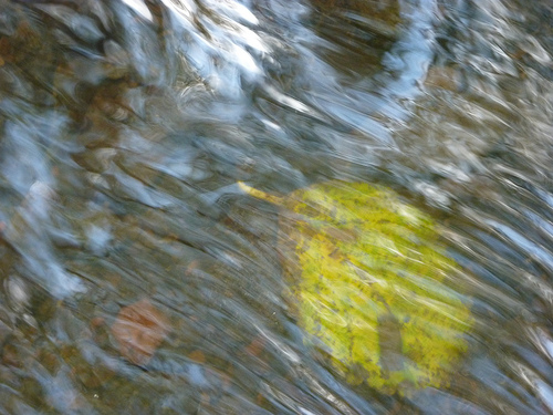 Leaf in water too