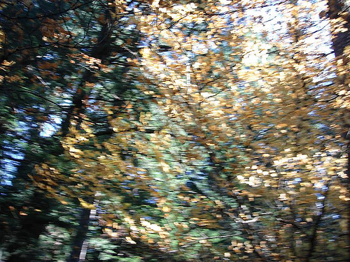 Blurry branches and leaves