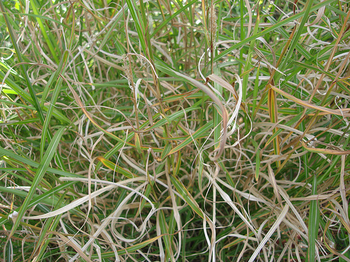 A study of grass 