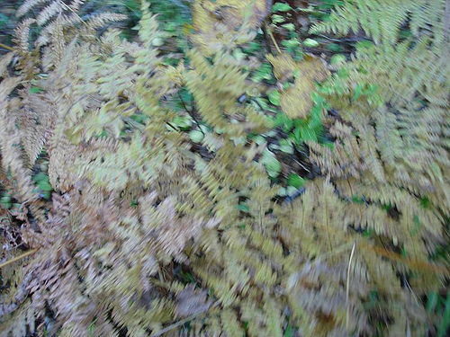 Blurry ferns in autumn light