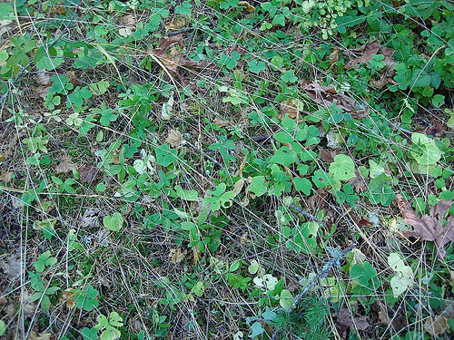 grass and plants on the forest floor