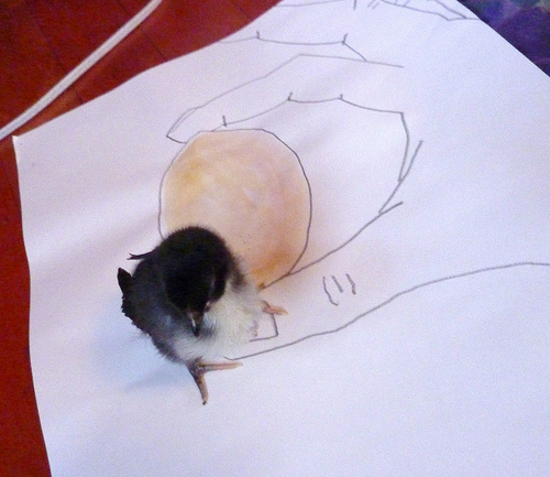 Chick on drawing of egg