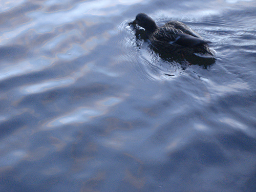 Blurry duck on water