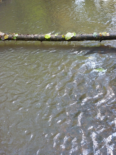 Water and log