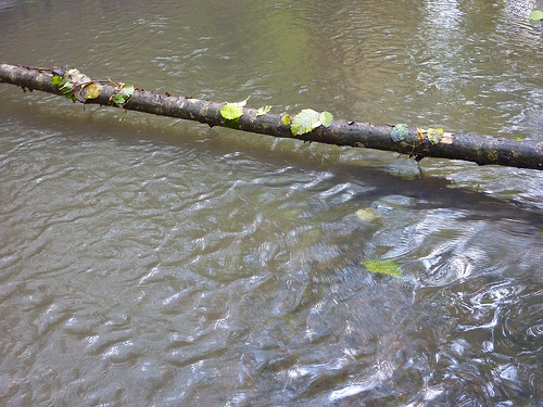 Leaves on a log