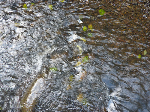 Leaves and water