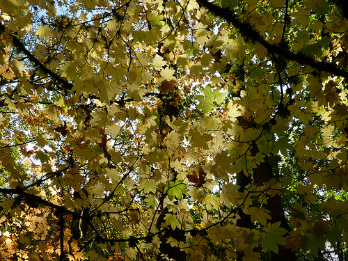 Light, leaves and branches