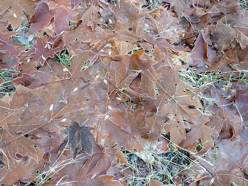 Leaves plastered flat and edged with frost