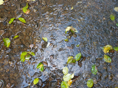 Random leaves and rocks and water