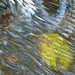 Leaf in water too
