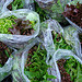 Rainy bags of lettuce