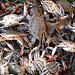 tossed blue crabs