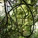 Curly mossy branches