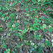 grass and plants on the forest floor