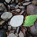 Leaf imitating a stone