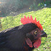 Light shining on and through a black chicken's comb.