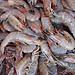 Random shrimp array