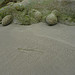 Seaweed and rocks