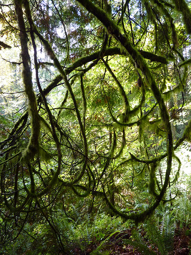 Curly mossy branches