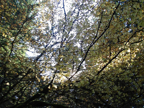 Blurry leaves against and autumn sky