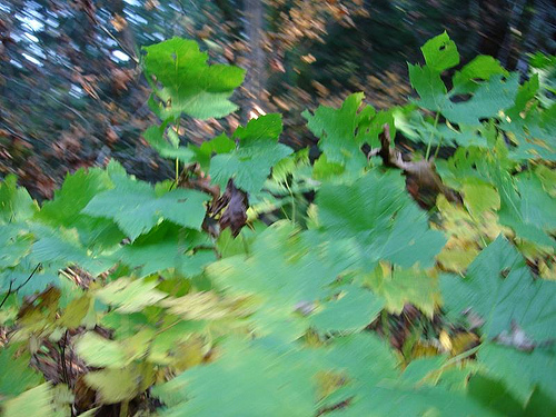 Beautiful blurry leaves