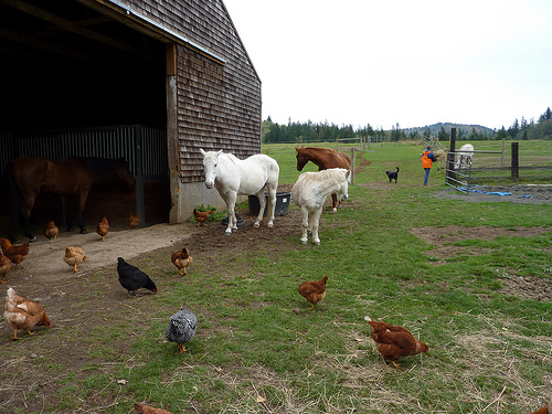 Animals on the farm