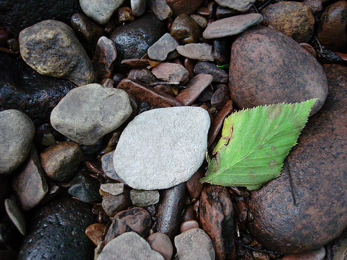 Leaf imitating a stone