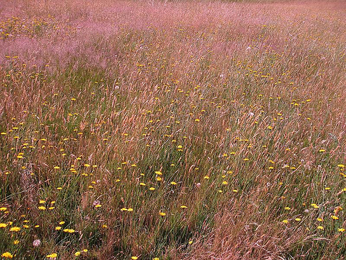 An image of a pink and green meadow