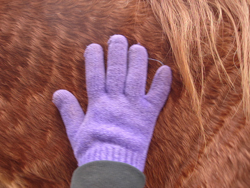 Purple glove against a horse's belly