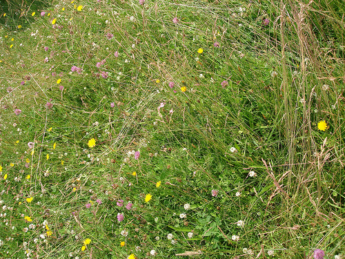 grass and flowers in a meadow.