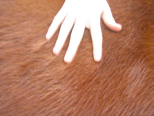 A hand on a horse