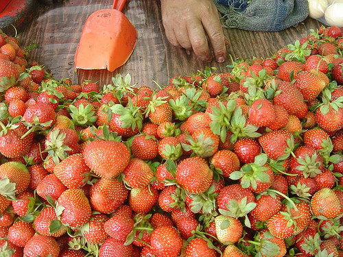 A hand among strawberries