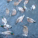 Blurry ducks sitting on water