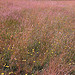 An image of a pink and green meadow
